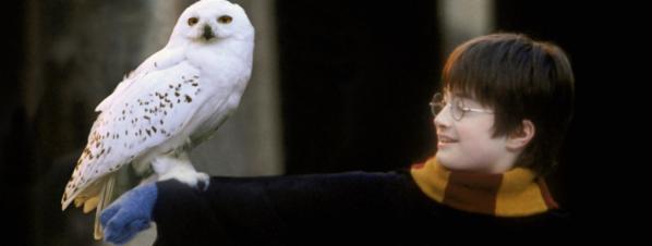 Hedwige harry potter chouette